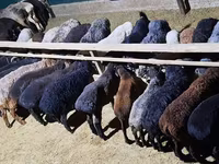 Ram, Sheep — photo 8