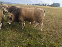 Bull, Aubrac cattle — photo 2