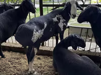公羊, Sheep — 照片 7