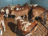 Bull, Cattle — photo 3