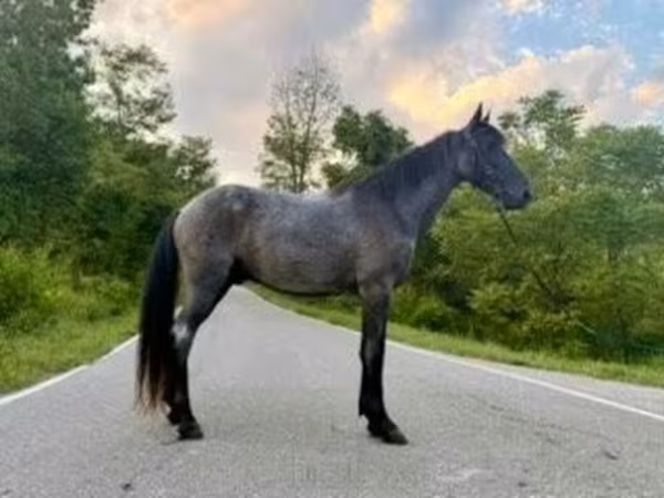 Horse (M), Brandenburger