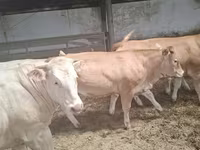 Krowa, Blonde d’Aquitane cattle — zdjęcie 6