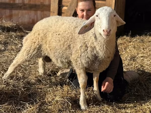 公羊, Assaf sheep