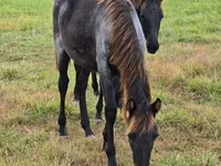 Mare, Rocky Mountain Horse — photo 7