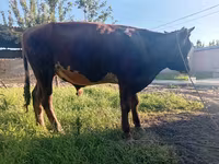 Bull, Cattle — photo 5