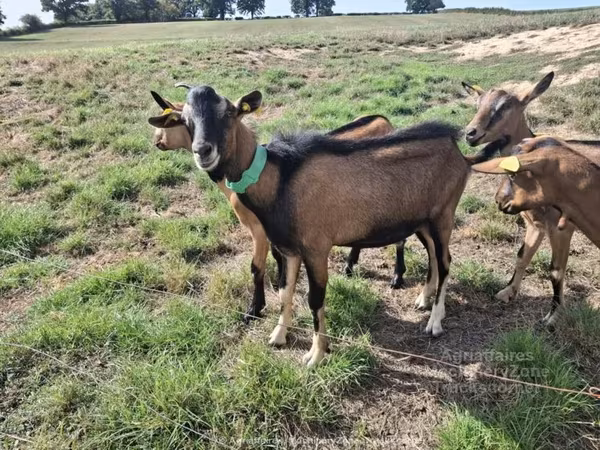 عنزة, Alpine goat — المملكة المتحدة