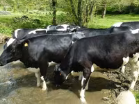 Cow, Holstein breed — photo 1