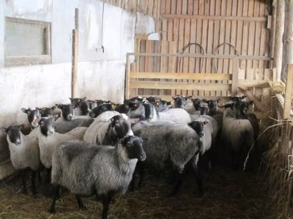 Sheep, Romanov sheep