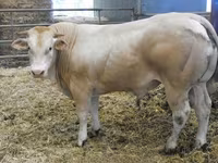 Bull, Blonde d’Aquitane cattle — photo 1