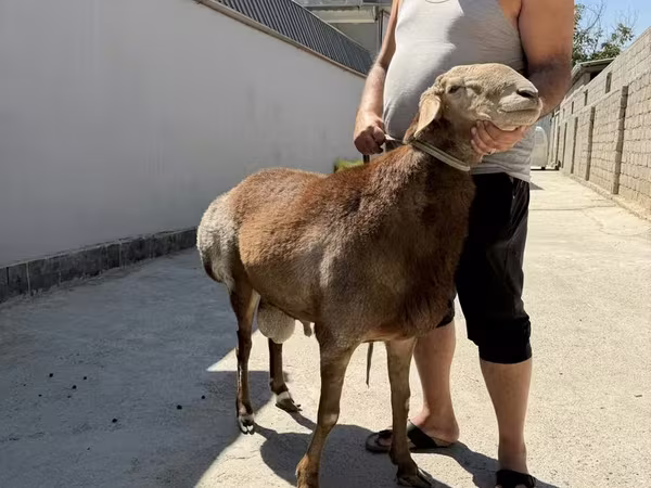 Ram, Arashan sheep