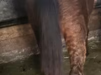 Koń, Konie — zdjęcie 3