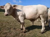 Bull, Charolais cattle — photo 4