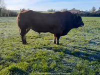 公牛, Partenaise cattle — 照片 6