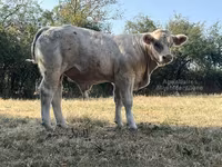 Bull, Cast cow — photo 5