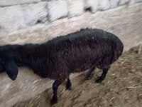公羊, Sheep — 照片 8