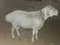 公羊, Rhon sheep — 照片 7
