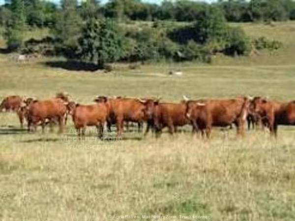 Salers cattle
