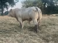 Bull, Charolais cattle — photo 4