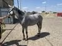 घोड़ी, Orlov Trotter — फ़ोटो 5