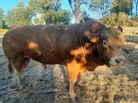 Bull, Limousin cow — photo 1