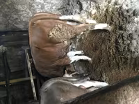 Byk, Simmental cattle — zdjęcie 2