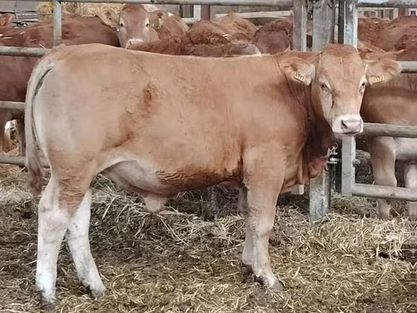 Bull, Limousin cow — United Kingdom