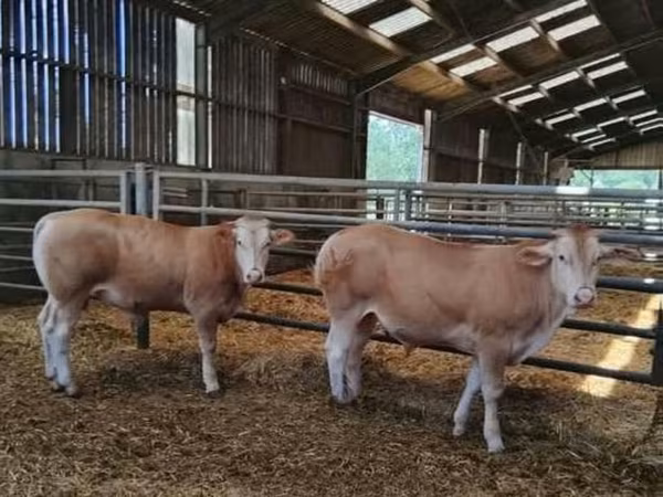 Blonde d’Aquitane cattle
