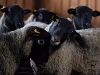 公羊, Romanov sheep — 照片 1