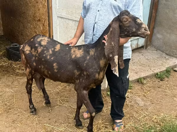 عنزة, Kamori goats