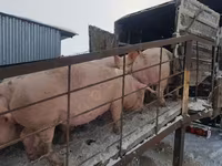 公猪, Pigs — 照片 5