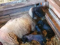 公羊, Dorper sheep — 照片 3