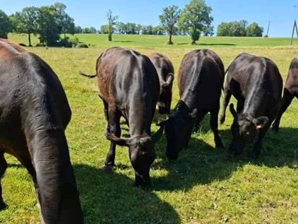 Cow, Aberdeen-Angus — United Kingdom