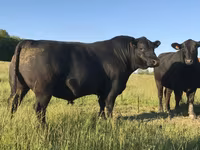公牛, Aberdeen-Angus — 照片 7