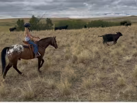 Caballo, Horses of Sable Island — foto 7