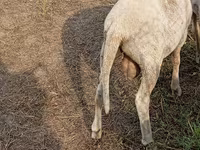 母羊, Merino sheep — 照片 2