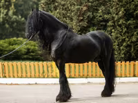 घोड़ा, Friesian — फ़ोटो 6