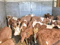 Bull, Cattle — photo 2