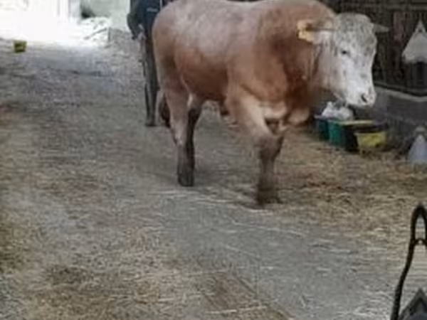 Bull, Blonde d’Aquitane cattle — United Kingdom