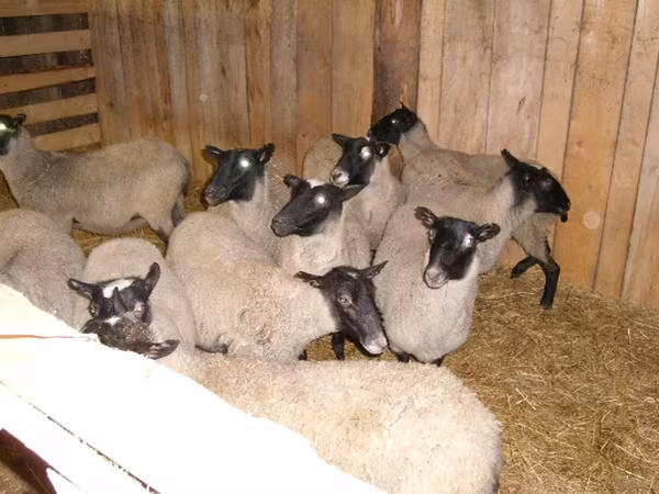 भेड़, Romanov sheep
