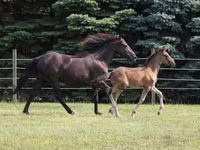 Horse (M), Rocky Mountain Horse — photo 2