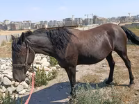 घोड़ी, Skyros Pony — फ़ोटो 1