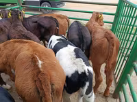 بقرة, بقرة ليموزين — الصورة 3