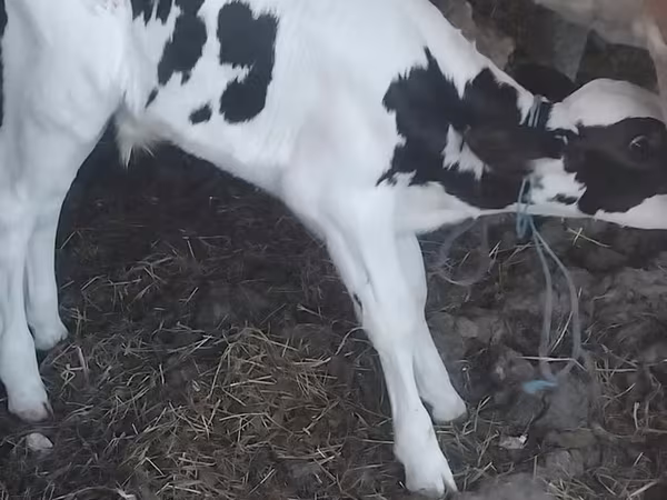 Byk, Rasa holsztyńska
