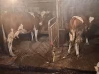 Cow, Cattle — photo 4