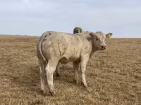 Bull, Charolais cattle — photo 1