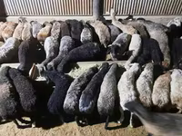 Ram, Sheep — photo 4