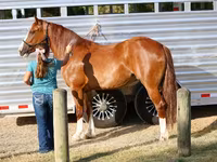 Mare, Horses — photo 6