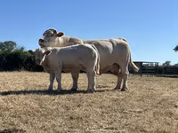 Bull, Cast cow — photo 1