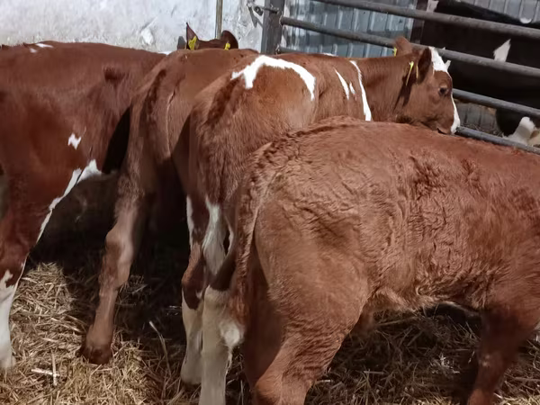 Bull, Cattle