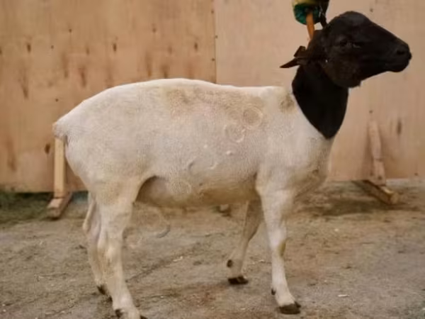 मेढ़ा, Dorper sheep